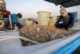 صیادان در ساحل سورو بندرعباس پس از صید از دریا  میگوها را از دیگر آبزیان جدا کرده و آماده فروش در بازار می‌کنند.