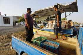صیادان در ساحل سورو بندرعباس میگو‌های تازه  را بلافاصله پس از صید در اختیار فروشندگان جهت فروش در بازار قرار می‌دهند.