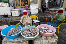 فروش میگو در محله خواجه عطا بندرعباس که بیشتر توسط زنان انجام می‌شود.