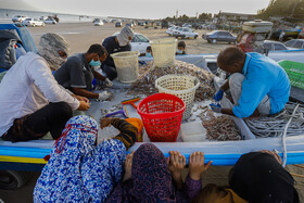 صیادان در ساحل سورو بندرعباس میگو های تازه  را بلافاصله پس از صید در اختیار فروشندگان جهت فروش در بازار قرار می‌دهند.