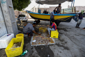 صیادان  محله خواجه عطا پس از صید میگو هارا برای فروش از دیگر آبزیان جدا کرده و آماده فروش  مبکنند.