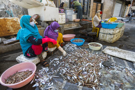 فروش میگو در محله خواجه عطا بندرعباس که بیشتر توسط زنان انجام می‌شود.