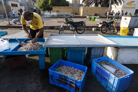 صیادان در محله پشت شهر بندرعباس در حال فروش میگو از صید روز خود در کنار خیابان هستند.