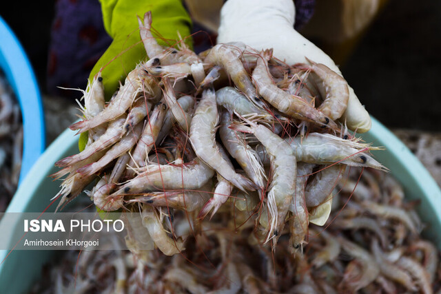 صید میگو در بوشهر ۲۶درصد کاهش یافت