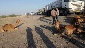 برخورد کامیون کشنده با ۱۳ نفر شتر در هرمزگان