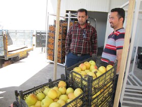 ۲۰۰ تن سیب درختی در سردخانه‌های استان هرمزگان ذخیره شد