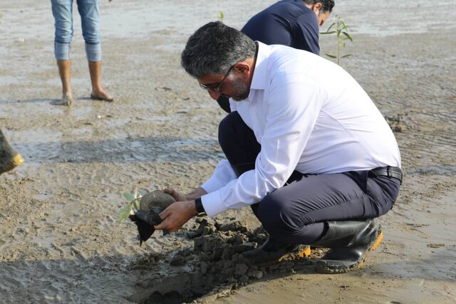 کاشت ۵ هزار نهال حرا در ساحل سورو بندرعباس