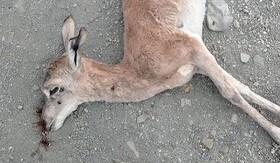 علت تلفات در حیات وحش بشاگرد چیست؟