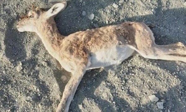 علت تلفات در حیات وحش بشاگرد چیست؟