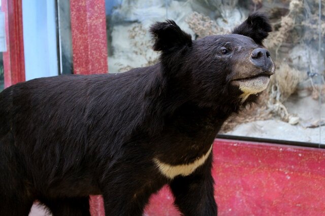 محیط‌بانان؛ حافظان بی سنگر طبیعت