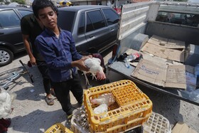 جمعه بازار فروش حیوانات در بازارچه 22 بهمن بندرعباس
