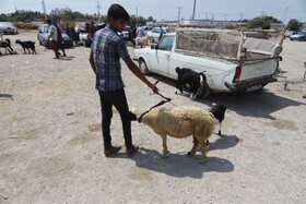 جمعه بازار فروش حیوانات در بازارچه 22 بهمن بندرعباس