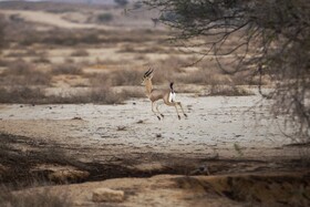 جبیر زیبا ترین آهوی بومی ایران