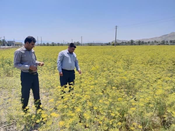 ۲۰ تن رازیانه از مزارع رودان برداشت می‌شود