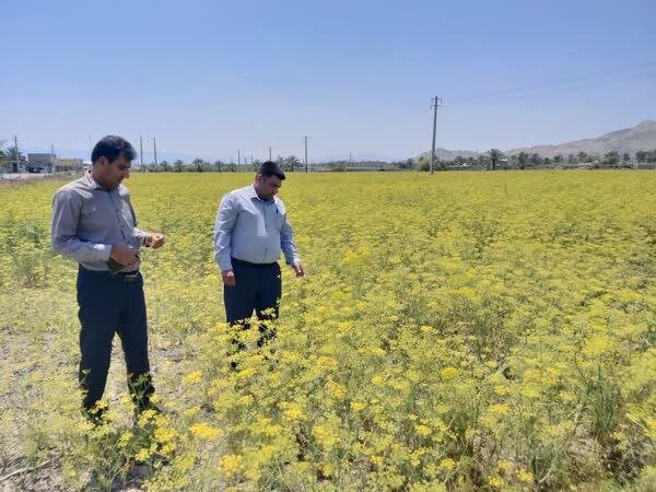 ۲۰ تن رازیانه از مزارع رودان برداشت میشود ۲۰ تن رازیانه از مزارع رودان برداشت میشود