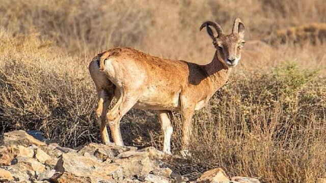 نقره داغ شدن شکارچیان غیرمجاز با افزایش حدود ۴ برابری جریمهها/ جریمه ۹۸ میلیون تومانی شکار آهو نقره داغ شدن شکارچیان غیرمجاز با افزایش حدود ۴ برابری جریمهها/ جریمه ۹۸ میلیون تومانی شکار آهو