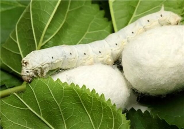 آغاز پرورش نوغان کرم ابریشم در هرمزگان آغاز پرورش نوغان کرم ابریشم در هرمزگان