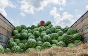 هندوانه ایرانی نیترات دارد، هندوانه روسی نه؟/ پاسخ یک پزشک و پژوهشگر از واشنگتن