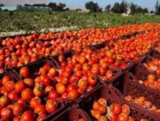 استهبان در مسیر تأمین گوجه‌فرنگی بازار/ برداشت تابستانه آغاز شد