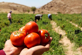 آغاز برداشت گوجه فرنگی در بندر خمیر