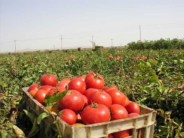 آغاز برداشت گوجه فرنگی در توکهور و هشتبندی آغاز برداشت گوجه فرنگی در توکهور و هشتبندی