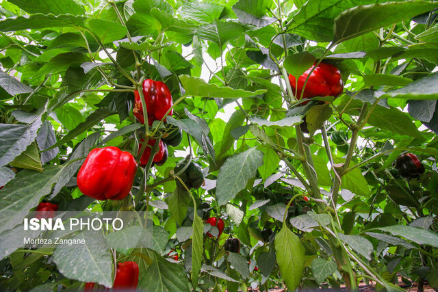 توسعه ۵۰۰ هکتاری باغات و ۳۰۰ هکتاری گلخانه در ایلام