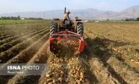آغاز برداشت ۱۹ هزار تن سیب‌زمینی از مزارع حاجی‌آباد هرمزگان