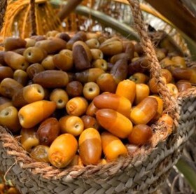 برداشت رطب نوبرانه در هرمزگان آغاز شد