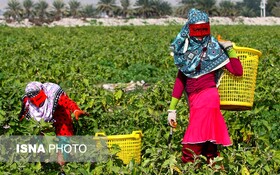 کشت بادمجان در رودان به ۲۰۰۰ هکتار رسید
