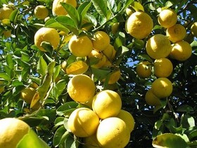 آغاز برداشت ۳۳ هزار تن لیمو شیرین از باغات میناب  