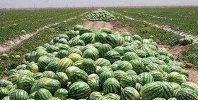 ممنوعیت یک‌ساله کشت صیفی‌جات در جاسک به‌دلیل بحران کم‌آبی 