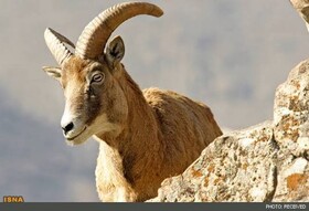 بازداشت شکارچی غیرمجاز کل وحشی در حاجی‌آباد
