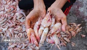 صید میگو در هرمزگان تا اواخر آبان ادامه دارد