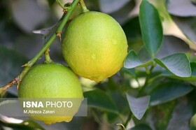 فرسودگی باغ‌ها برداشت لیموشیرین را ۱۰ درصد کاهش داد  
