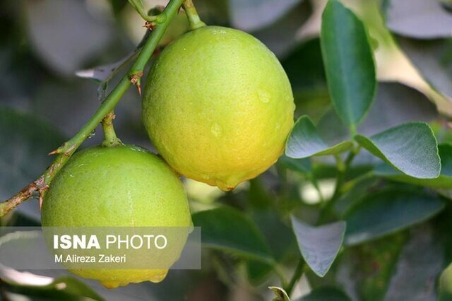فرسودگی باغ‌ها برداشت لیموشیرین را ۱۰ درصد کاهش داد  