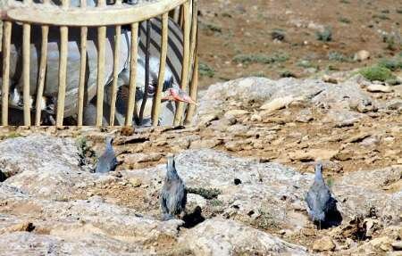 تصویر تزیینی است زندهگیران پرندگان شکاری در پارسیان دستگیر شدند