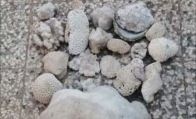 کشف ۲۲ کیلوگرم مرجان از خانه‌ای در قشم