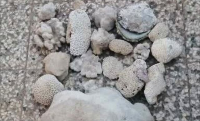 کشف ۲۲ کیلوگرم مرجان از خانه‌ای در قشم