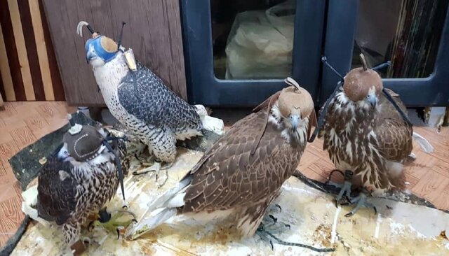 تصویر تزیینی است ۲ متخلف زندهگیری پرندگان شکاری در غرب هرمزگان دستگیر شدند