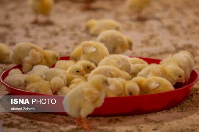 رشد ۲۴ درصدی جوجه‌ریزی در هرمزگان طی مهر