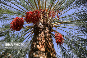 حاجیآباد قطب تولید خرمای پیارم کشور است