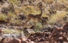 آبشخورهای حیات‌وحش رودان ضدعفونی شدند
