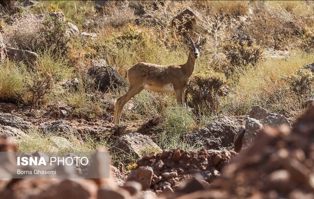 آبشخورهای حیات‌وحش رودان ضدعفونی شدند