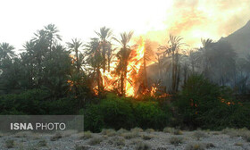 آتش‌سوزی در نخیلات روستای قطب‌آباد بندرعباس