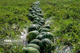 مدیر جهاد کشاورزی بندرلنگه: برداشت هندوانه از مزارع آغاز شد