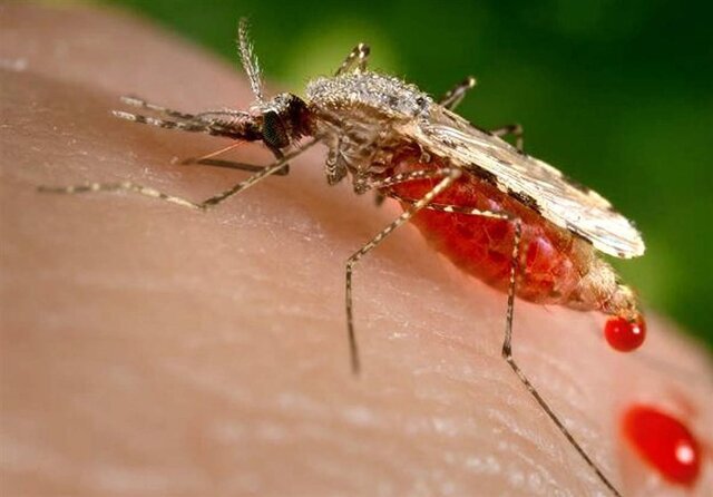 شمار مبتلایان به تب دنگی در هرمزگان به ۲۳۲ نفر رسید