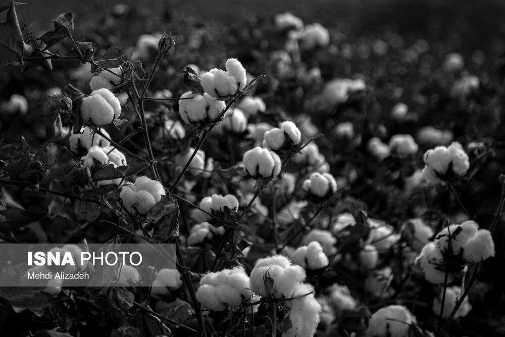 آغاز برداشت پنبه از سطح ۱۵۸ هکتار از زمین‌های کشاورزی شهرستان حاجی‌آباد