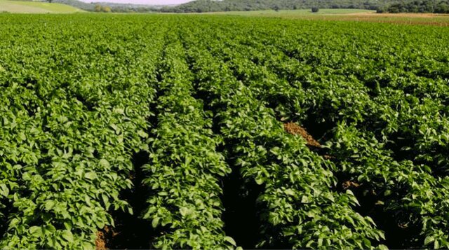 معاون سازمان جهاد کشاورزی استان: هرمزگان قطب تولید سبزی و صیفی خارج از فصل در کشور است