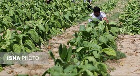 برداشت حدود ۴۵۰ تن تنباکو در پارسیان
