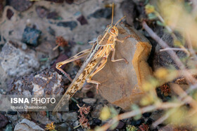 آماده‌باش هرمزگان برای مقابله با هجوم احتمالی ملخ‌های صحرایی